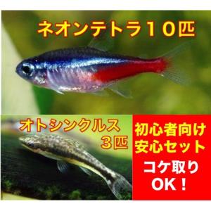 【初心者向け安心セット】ネオンテトラ１０匹+オトシンクルス３匹　セット（No.A−１３）