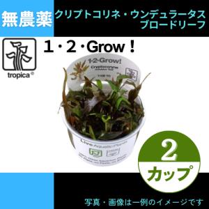 (Tropica・水草)クリプトコリネ・ウンデュラータス・ブロードリーフ＜2カップ＞【1・2・grow!】｜mame-store