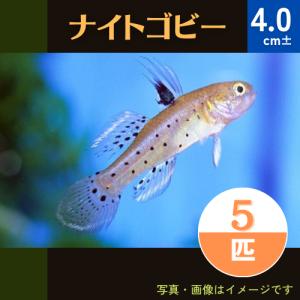 (熱帯魚・ハゼ)　ナイトゴビー　4cm±　5匹｜mame-store