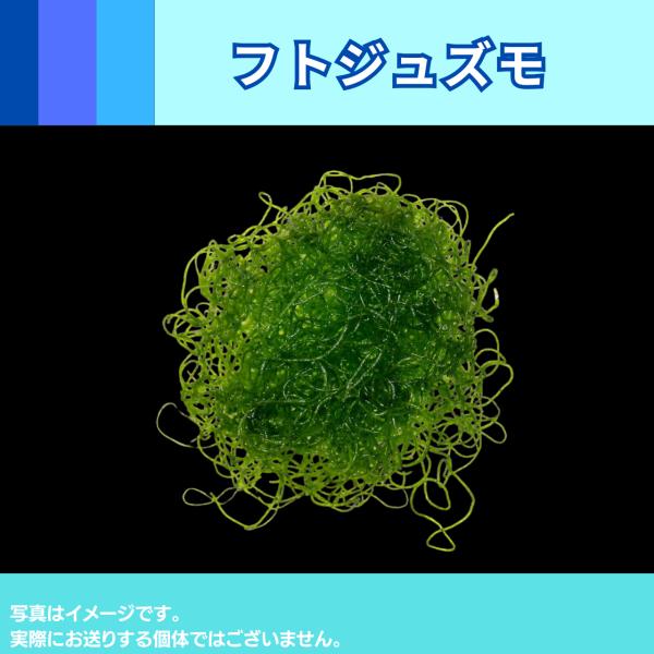 海藻｜フトジュズモ｜直径5cmくらいの塊/1パック｜水質浄化＆生体の隠れ家に最適な海藻