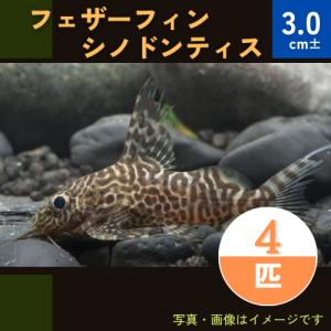 (熱帯魚・アフリカ原産ナマズ)　フェザーフィンシノドンティス　3cm±　4匹｜mame-store