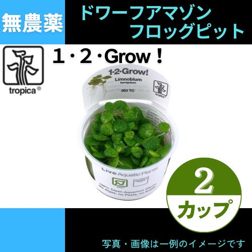 (Tropica・水草)ドワーフアマゾン・フロッグピット＜2カップ＞【1・2・grow!】