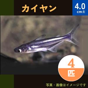(熱帯魚・アジア原産ナマズ)　カイヤン　4cm±　4匹｜mame-store