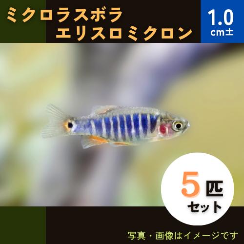 (熱帯魚・コイ)　ミクロラスボラ・エリスロミクロン　1cm±　5匹