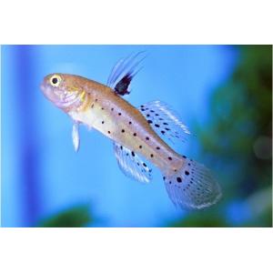 増子水景 ハゼの仲間 汽水 その他 Yahoo ショッピング