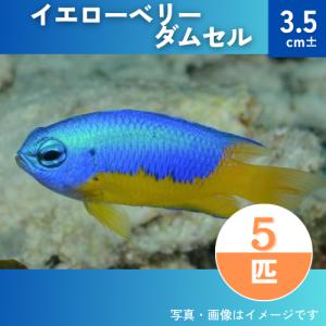 （海水魚・スズメダイ）　イエローベリーダムセル 　3.5cm±　5匹｜mame-store