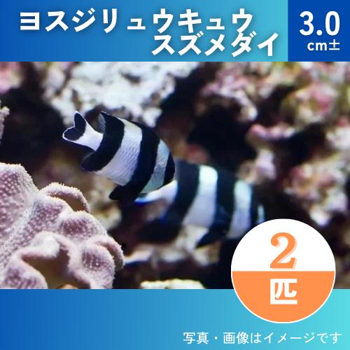 （海水魚・スズメダイ）　ヨスジリュウキュウスズメダイ 　3cm±　2匹