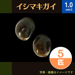 (熱帯魚・貝)　イシマキガイ　1cm±　5個｜mame-store