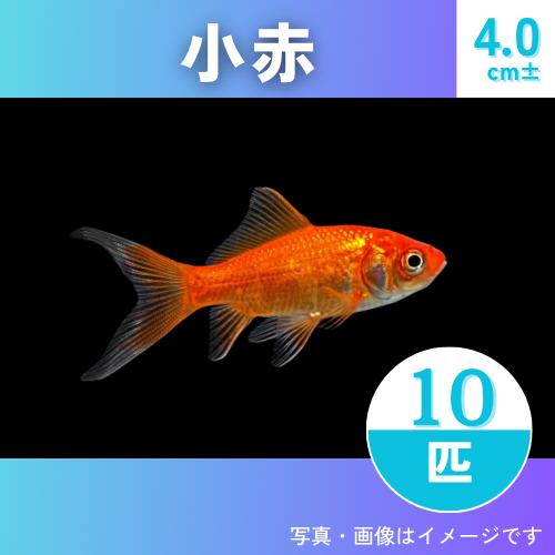 (研究向け・淡水魚)　小赤　4cm±　10匹