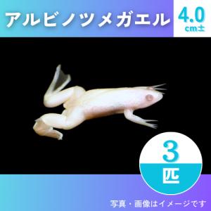 【両生類・カエル】アルビノツメガエル　4cm±　3匹　｜mame-store