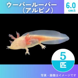 【両生類・イモリ】ウーパールーパー（アルビノ）　6.0cm±　5匹｜mame-store