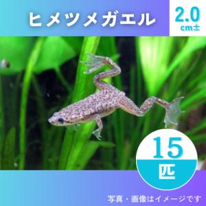 【両生類・カエル】ヒメツメガエル　2cm±　15匹　｜mame-store