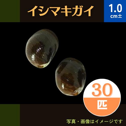 (熱帯魚・貝)　イシマキガイ　1cm±　30個
