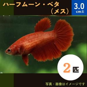 格安 混泳セット ベタメス幼魚 匹セット 種類やカラーなど指定 絶賛 Gecommunity On Arena Ne Jp