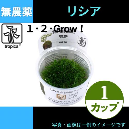 (Tropica・水草)リシア＜1カップ＞【1・2・grow!】