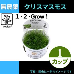 (Tropica・水草)クリスマスモス＜1カップ＞【1・2・grow!】｜mame-store