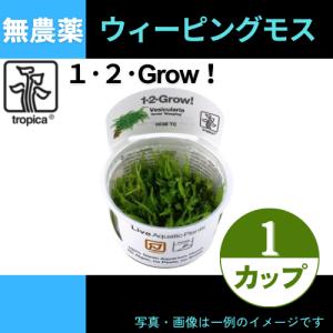 (Tropica・水草)ウィーピングモス＜1カップ＞【1・2・grow!】｜mame-store