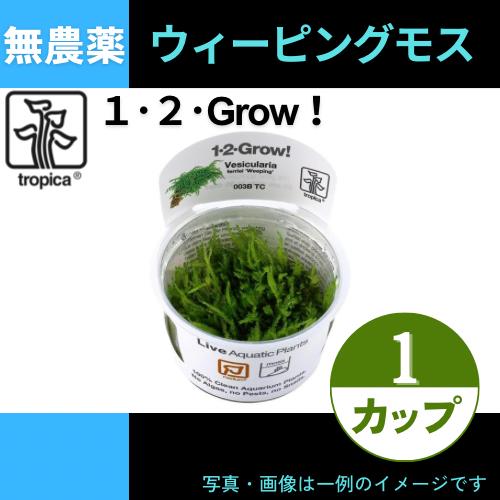 (Tropica・水草)ウィーピングモス＜1カップ＞【1・2・grow!】