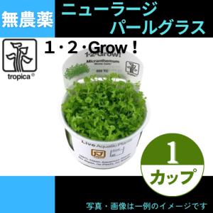 (Tropica・水草)ニューラージ・パールグラス＜1カップ＞【1・2・grow!】｜mame-store