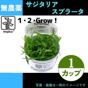 (Tropica・水草)サジタリア・スブラータ＜1カップ＞【1・2・grow!】