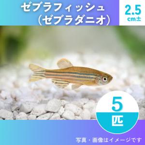 (研究向け・淡水魚)　ゼブラダニオ（ゼブラフィッシュ）　2.5cm±　5匹｜mame-store
