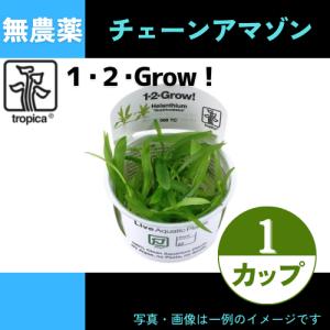 (Tropica・水草)チェーンアマゾンソード＜1カップ＞【1・2・grow!】｜mame-store