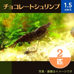 (熱帯魚・淡水エビ)　チョコレートシュリンプ　1.5cm±　2匹｜mame-store