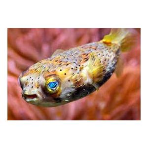 （海水魚・フグ）　ハリセンボン　カリブ産　10cm±　2匹