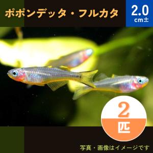 (熱帯魚・レインボーフィッシュ)　ポポンデッタ・フルカタ　2cm±　2匹｜mame-store