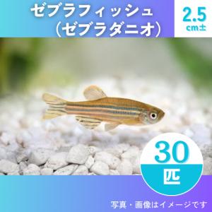 (研究向け・淡水魚)　ゼブラダニオ（ゼブラフィッシュ）　2.5cm±　30匹
