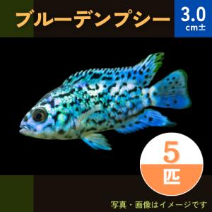 (熱帯魚・シクリッド)　ブルーデンプシー　3cm±　5匹｜mame-store
