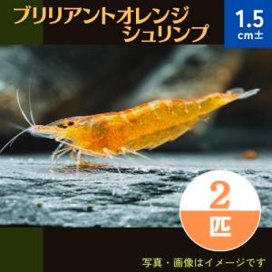 (熱帯魚・淡水エビ)　ブリリアントオレンジシュリンプ　1.5cm±　2匹｜mame-store