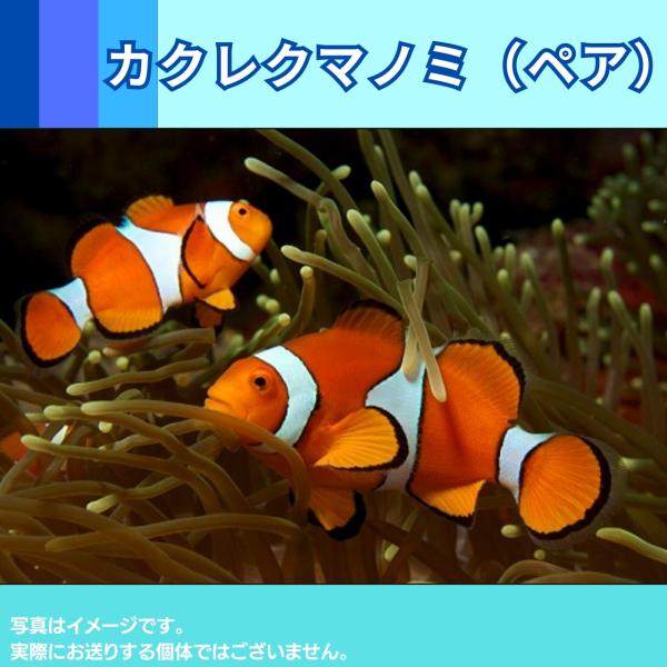 （海水魚・スズメダイ）　カクレクマノミ　1ペア