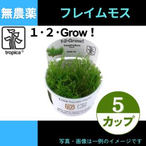 (Tropica・水草)フレイムモス＜5カップ＞【1・2・grow!】｜mame-store