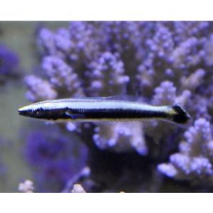 （海水魚・ベラ）　ナメラベラ（幼魚）　4cm±　1匹｜mame-store
