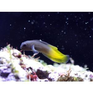 （海水魚・ギンポ）イエローテールブレニー　5cm±　2匹｜mame-store