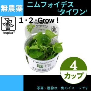 (Tropica・水草)ニムフォイデスsp”タイワン”＜4カップ＞【1・2・grow!】｜mame-store
