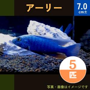 (熱帯魚・アフリカンシクリッド)　HAPL.アーリー　7cm±　5匹