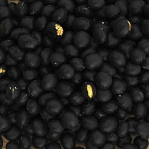 豆 黒豆 加工用 【等外品】 大粒黒豆 北海道...の詳細画像1
