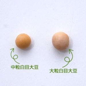 豆 大豆 中粒白目大豆 とよまさり 北海道産 ...の詳細画像2
