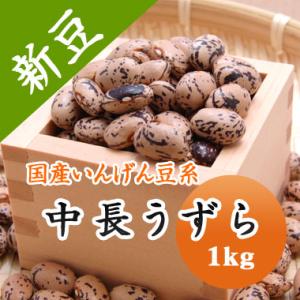 豆 うずら豆 北海道産 中長うずら 令和７年産 1kg