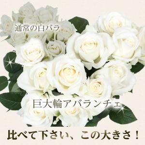 バラの花束 【大輪アバランチェ】(白バラ) 年...の詳細画像1