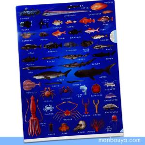 うみうし出品 A4 クリアファイル ウミウシ グッズ 海牛 図鑑 ザ・アクセス