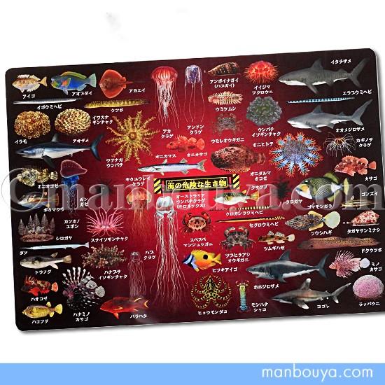 A4サイズ 下敷き 魚 クラゲ サメ 図鑑 大全シリーズ ザ・アクセス 海の危険な生き物 メール便発...