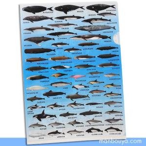 クリアファイル クジラ イルカ 図鑑 文房具 ザアクセス 海の哺乳類大全 最安値 価格比較 Yahoo ショッピング 口コミ 評判からも探せる