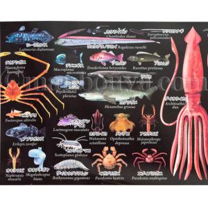 深海魚 グッズ マグカップ 大きい 黒 陶磁器...の詳細画像3