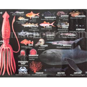 深海魚 グッズ マグカップ 大きい 黒 陶磁器...の詳細画像4