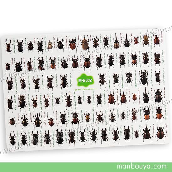 A4 下敷き 昆虫 文房具 図鑑シリーズ ザ・アクセス 甲虫大全 したじき NEW
