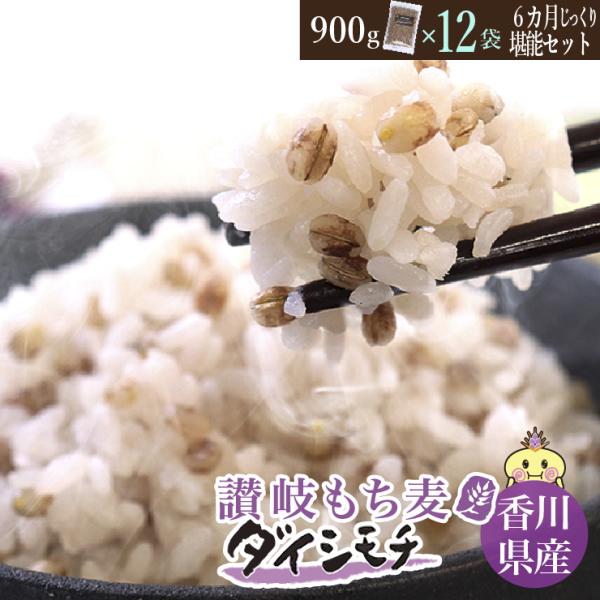 香川県産 讃岐もち麦 ダイシモチ(900g×12) 6ヶ月じっくり堪能セット 機能性表示食品 産地品...