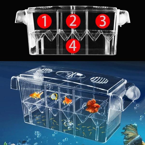 ベタ 飼育 初心者 生体 飼育セット 魚 ベタフィッシュ 熱帯魚 水槽 おしゃれ 孵化 グッピー ベ...